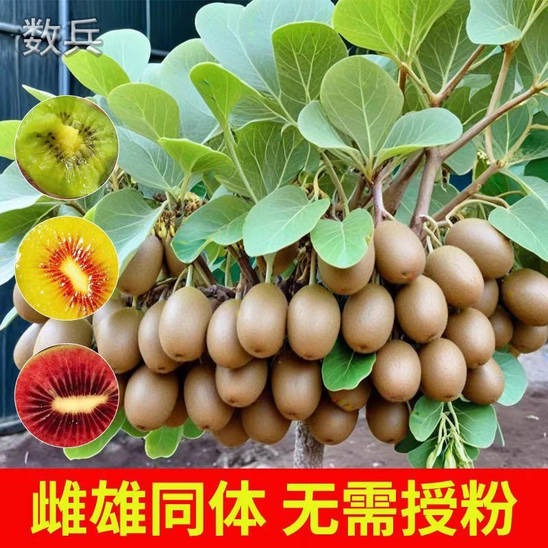 猕猴桃树苗红心猕猴桃无籽新品种耐寒盆栽地栽南北方种植当年结果