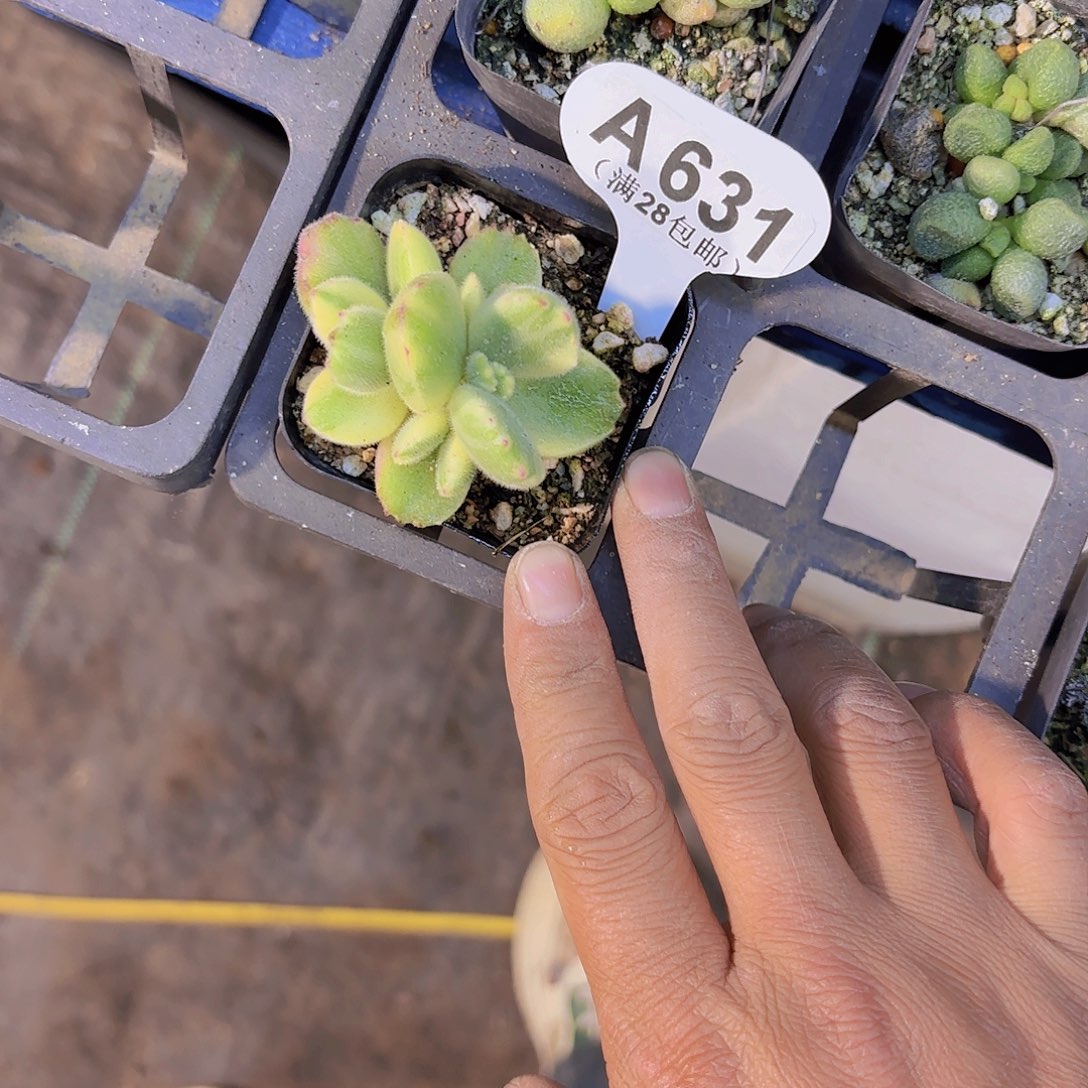 A631白熊一物一拍