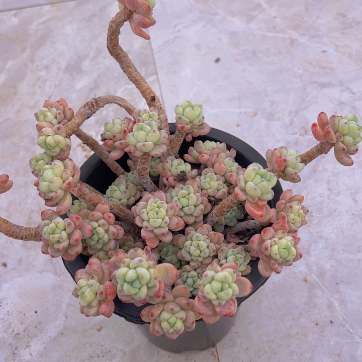 健健康康平平安安