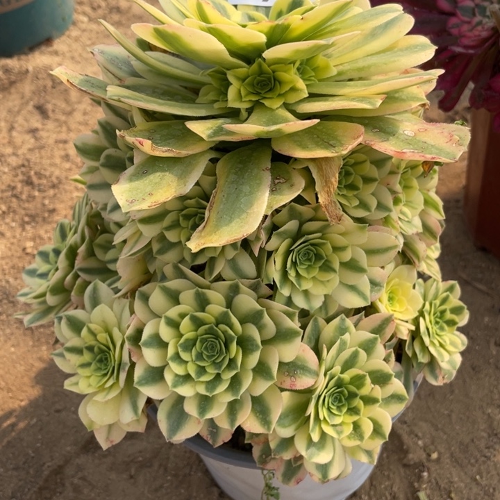 191多肉植物金丝翡翠