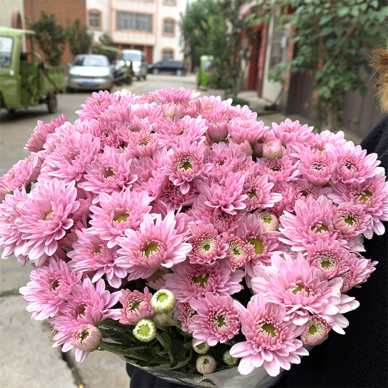 汉城粉云南直发小雏菊鲜切花水养插花适合家居办公装饰