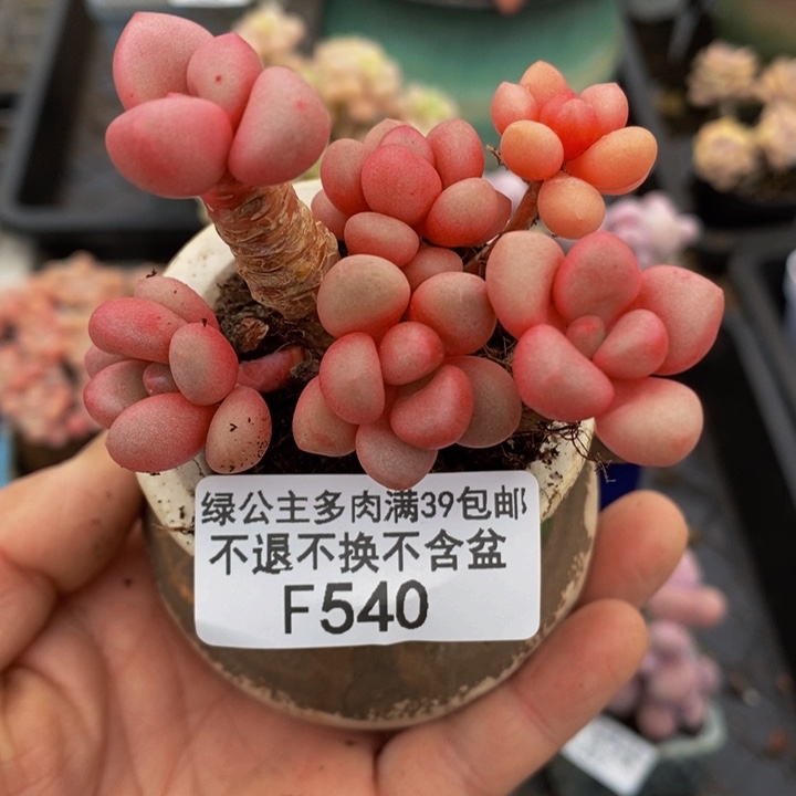 先锋派6cm540多肉植物