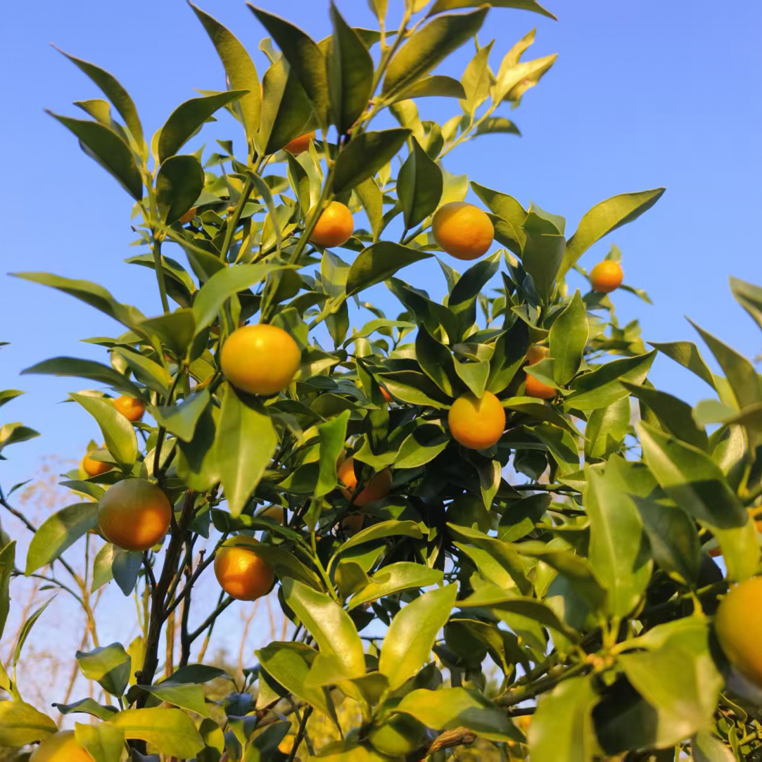 武功山金钱橘新鲜当季水果酸甜多汁果园现摘现发