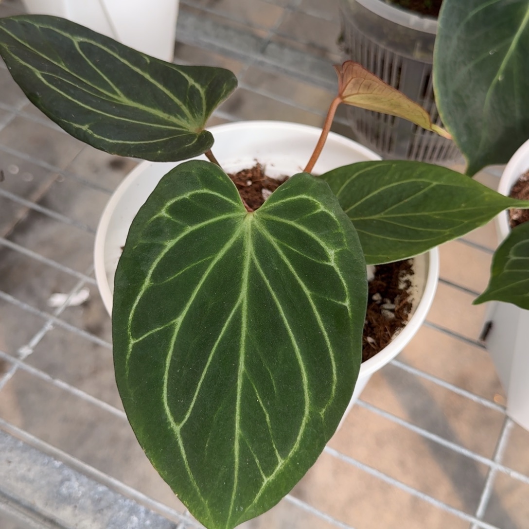 不开花植物蝶叶kos 印尼kos