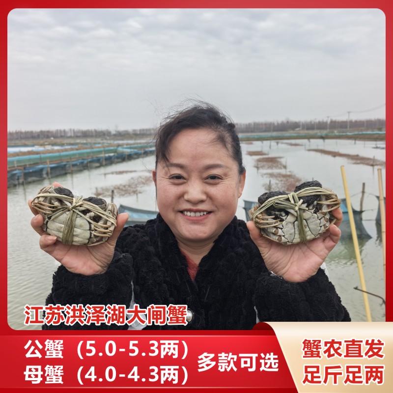 【活蟹】江苏洪泽湖大闸蟹 母4.0-4.3两 公5.0-5.3两 5对 