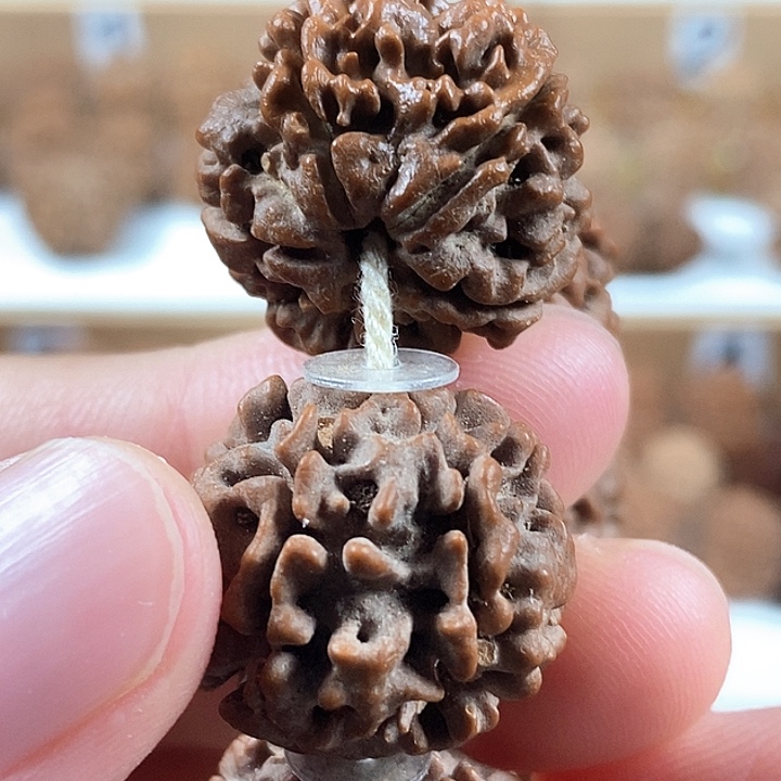 手串金刚菩提精品梅花大荔枝