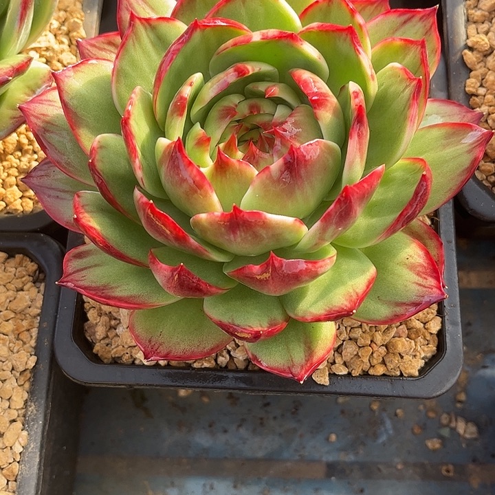 惊鸿仙子多肉植物8801