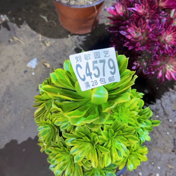 4579多肉植物法师法师