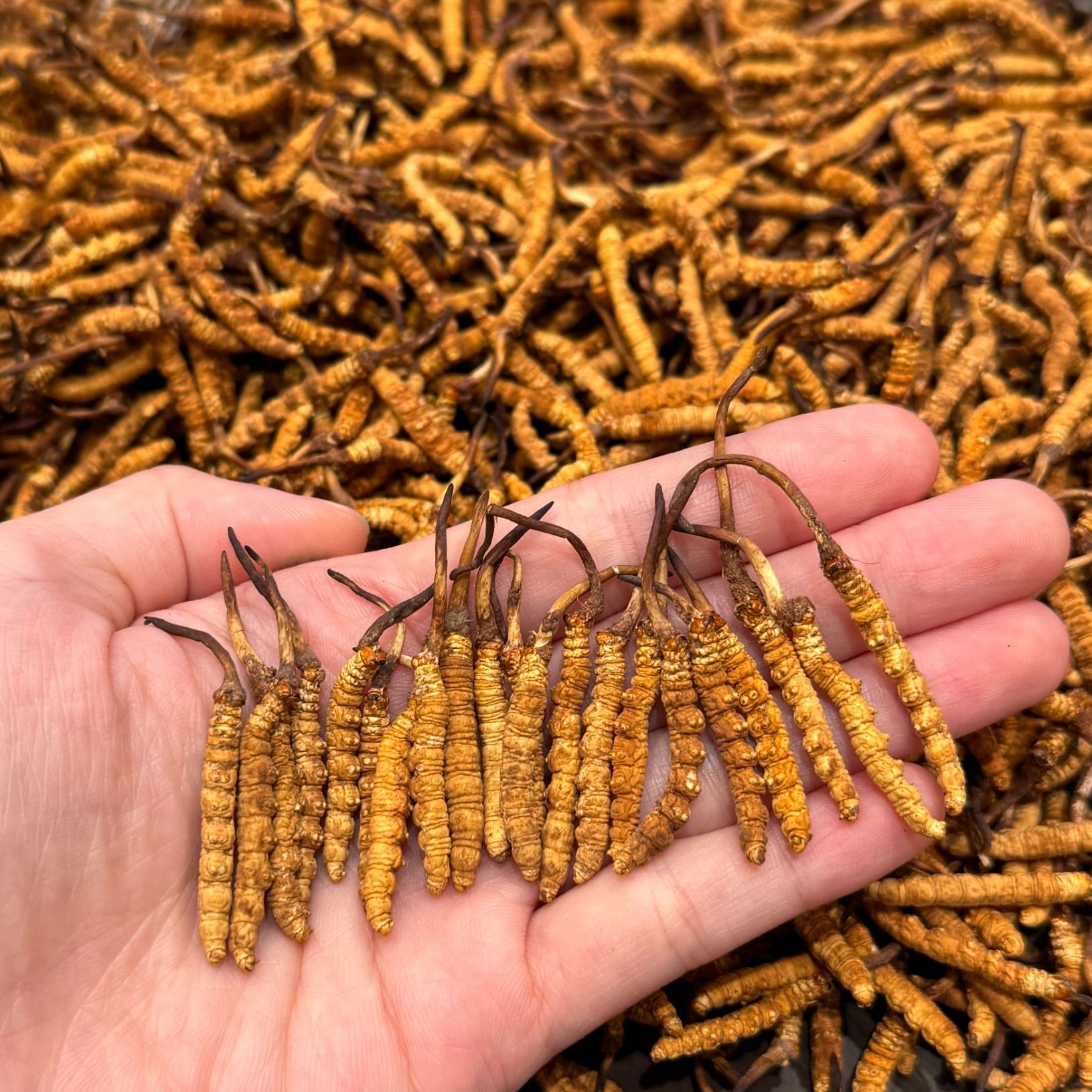 2025正品头期高海拔虫草整草虫草干货礼盒送人送礼自吃自用