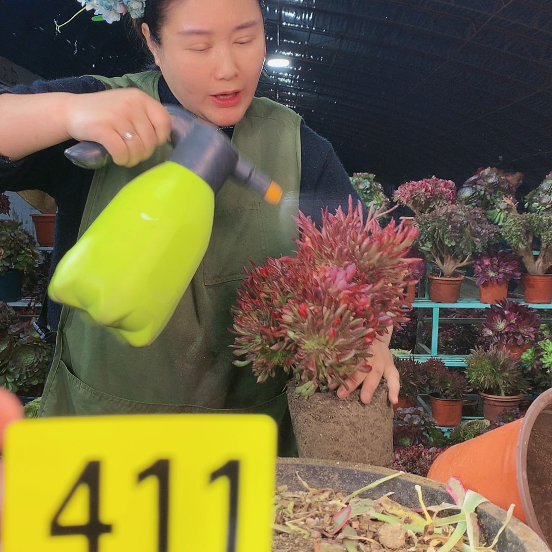 柒哥多肉不包侧断枝411