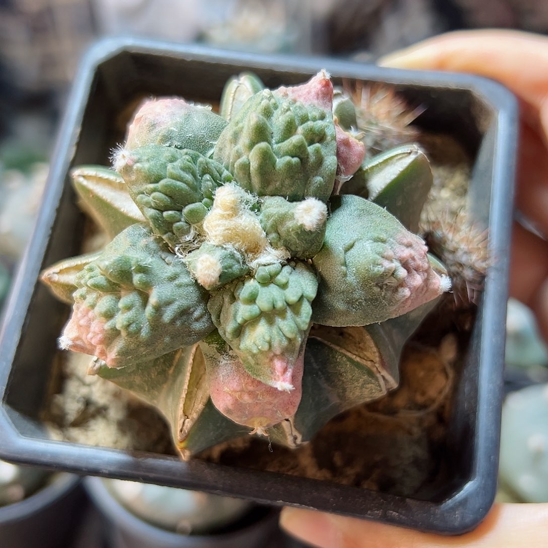 3日晚8号怒涛带粉锦5.5公分草球