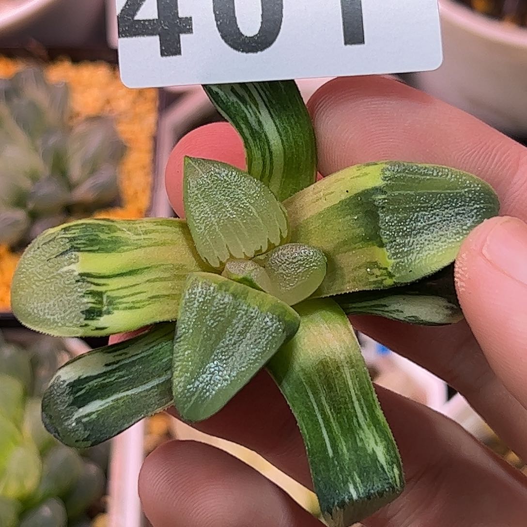 和田克锦十二卷多肉植物