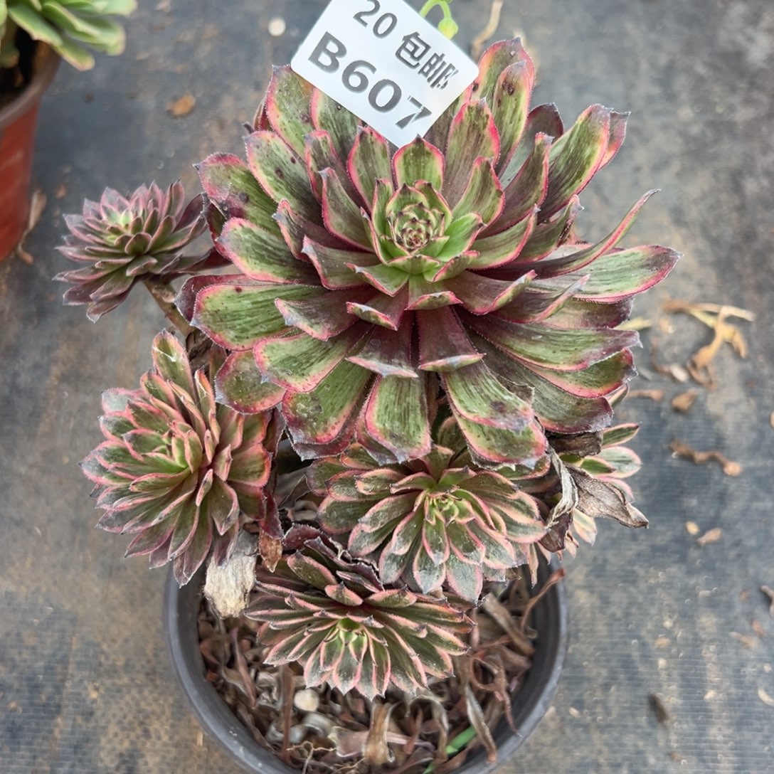 607紫霞，满20包邮