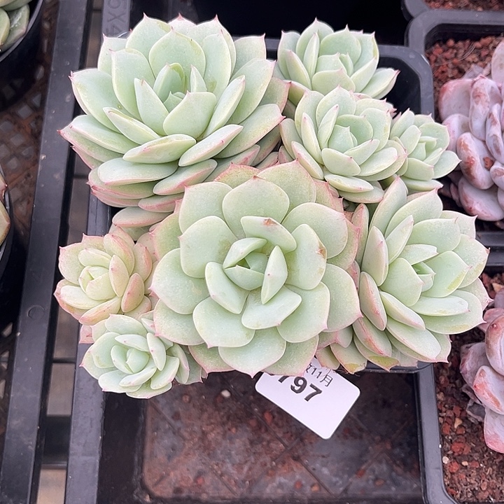 阿雅园艺。       3797恋曲