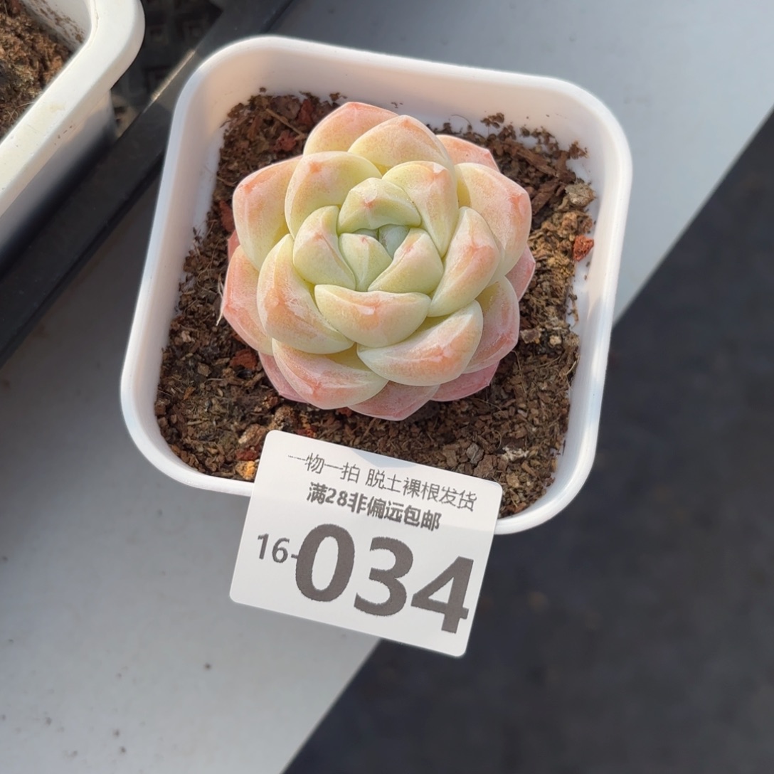 冰玉多肉多肉多肉