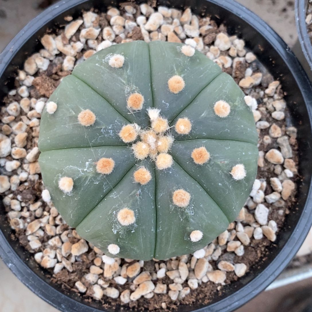 仙人球等多种游戏28