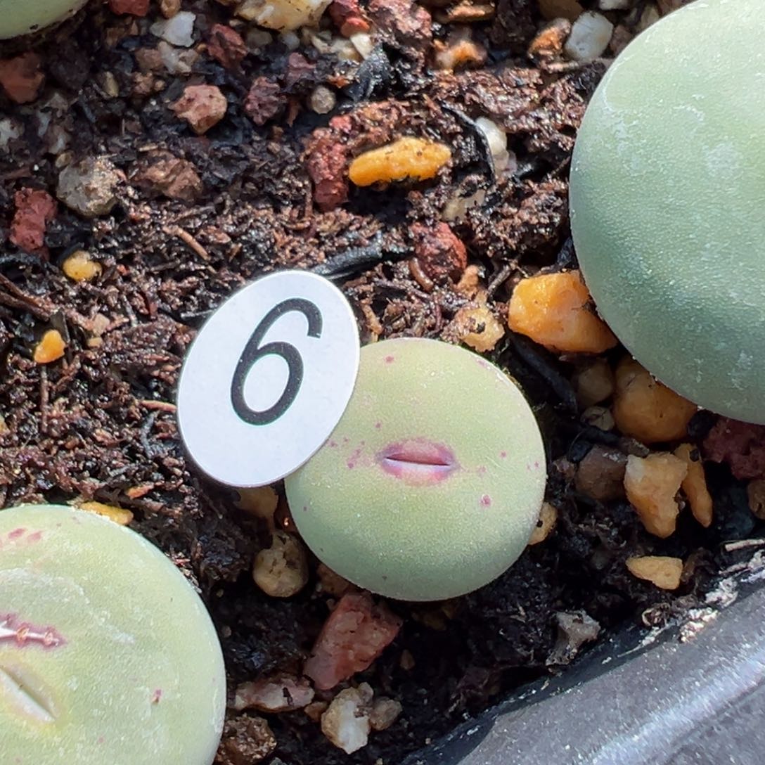 多肉植物111111111111