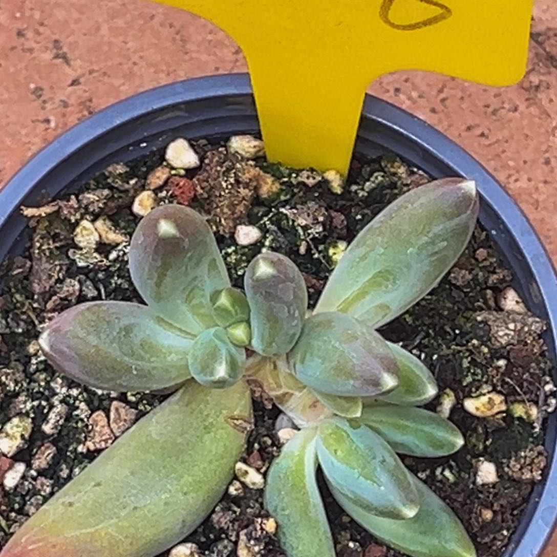 0356号上午多肉植物群生多肉植物