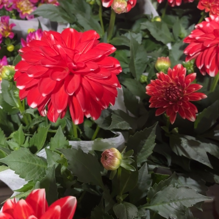 全部花苞小丽红白店