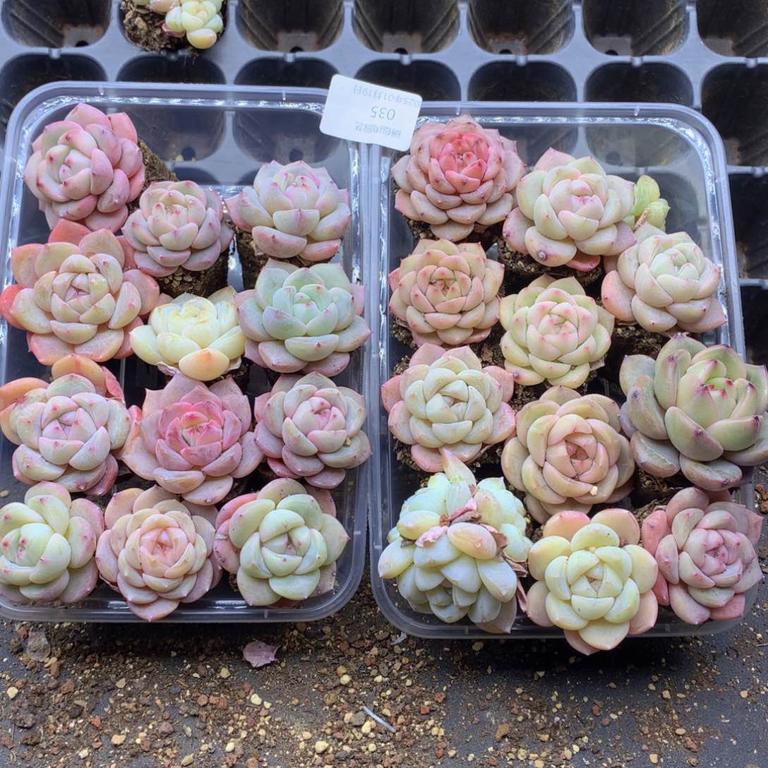 反反复复还是很开心035