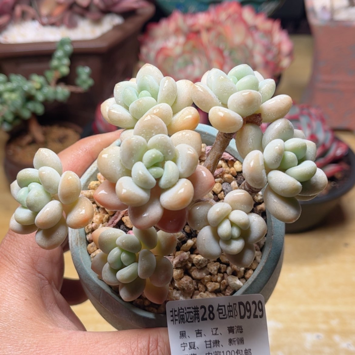 【闪购商品】929白奶糖