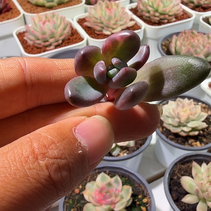 紫利殿锦多肉植物