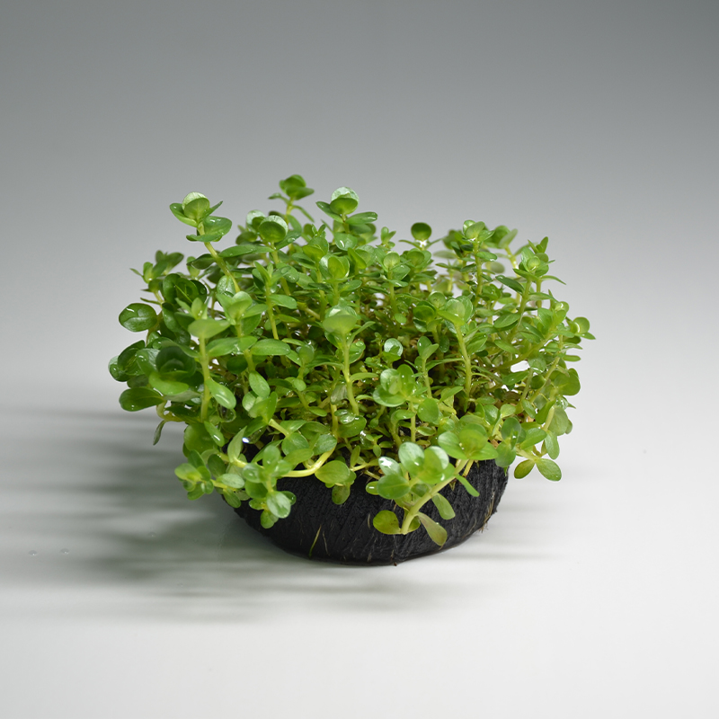 【后景草·绿宫廷】坨草适合新手的懒人水草用于鱼缸造景水草缸后景