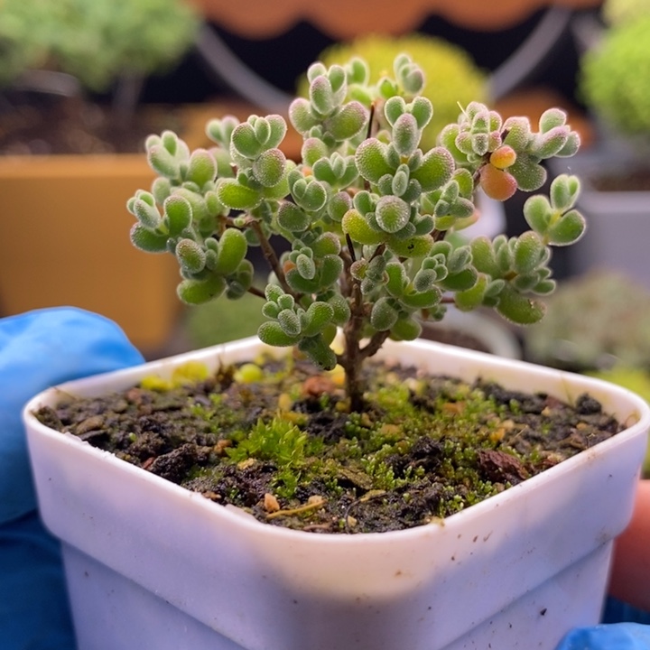 无花朵108莱斯。   