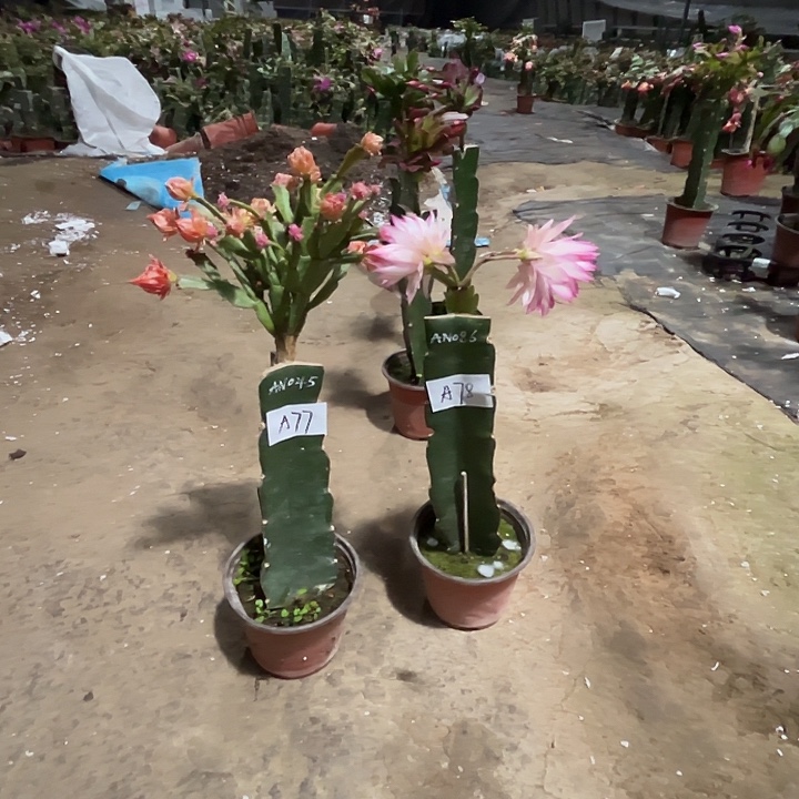 完全开放A77+A78蟹爪兰