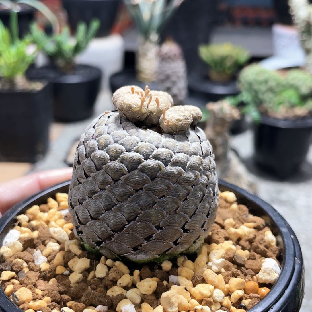 666666666666666666666