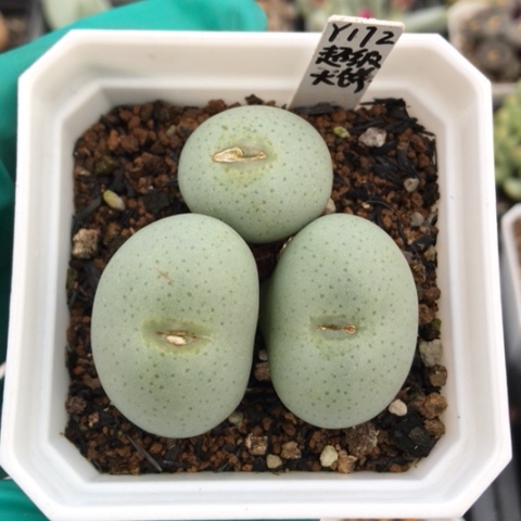 多肉肉锥 超级大饼