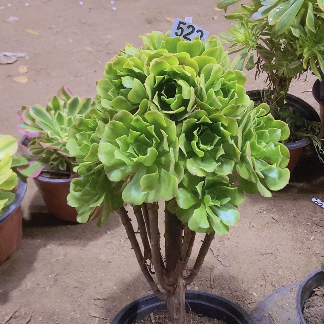 523绿杨蓉老庄手捧朵朵