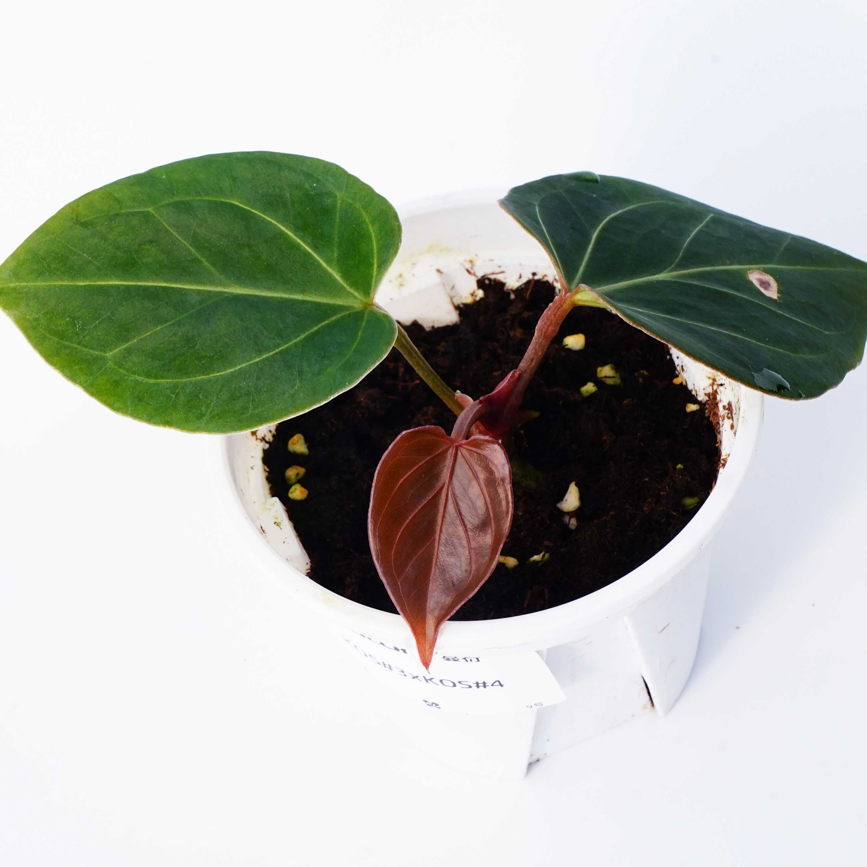 9号 KOS#3xKOS#4花烛