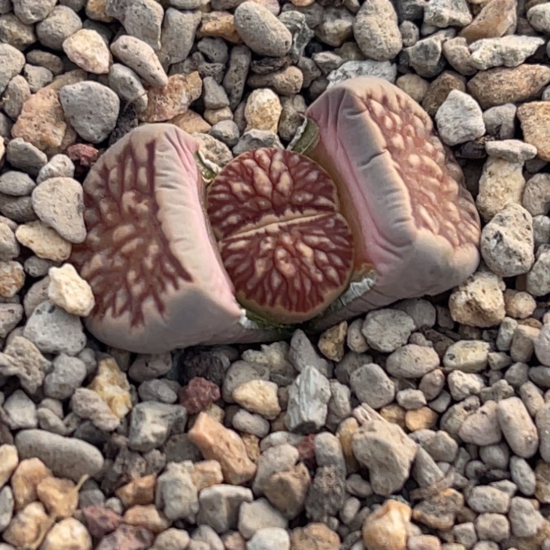 8205莲花红窗菊一颗