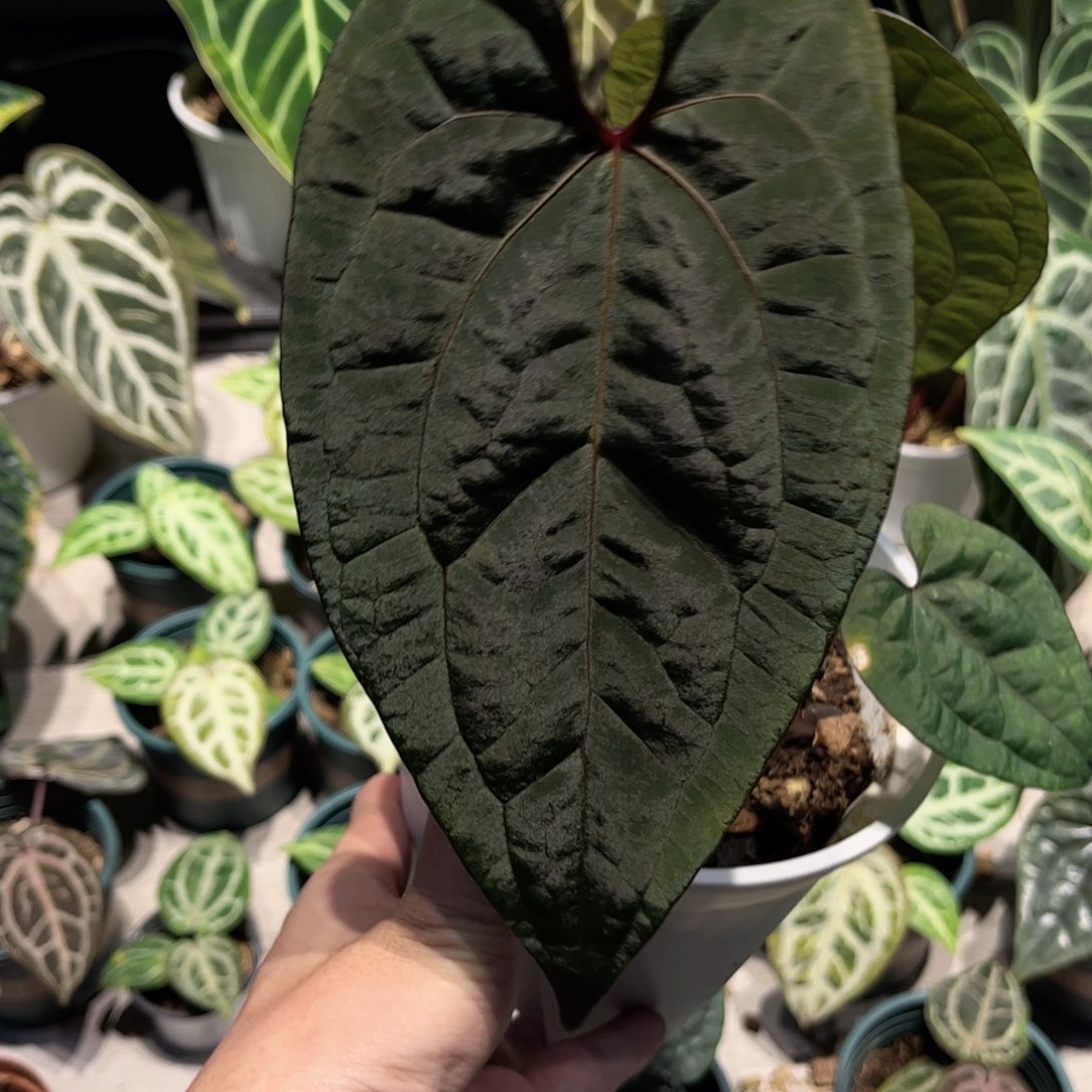 完全开放黑桃杂黑凤凰