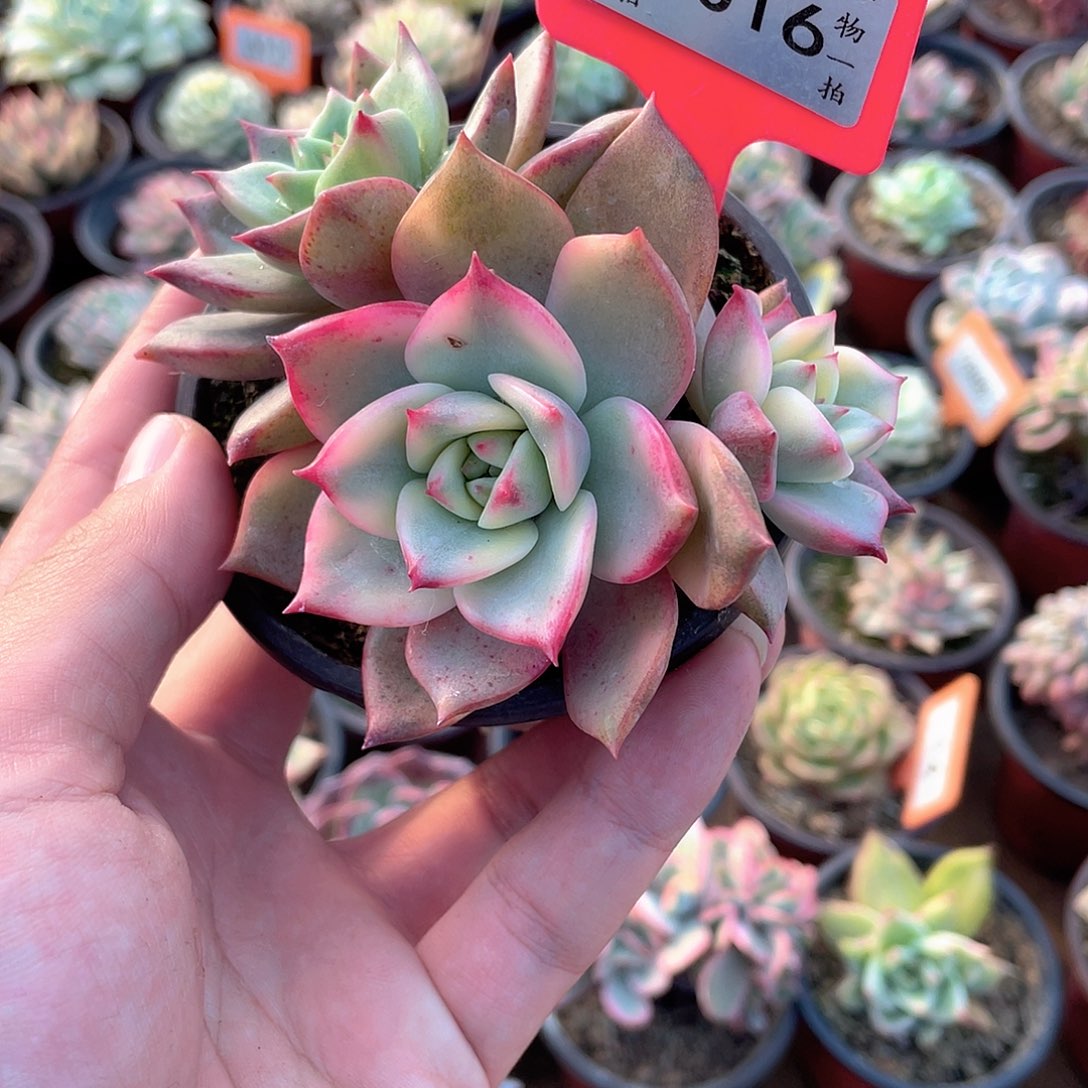 锦群1016个多肉植物盆栽