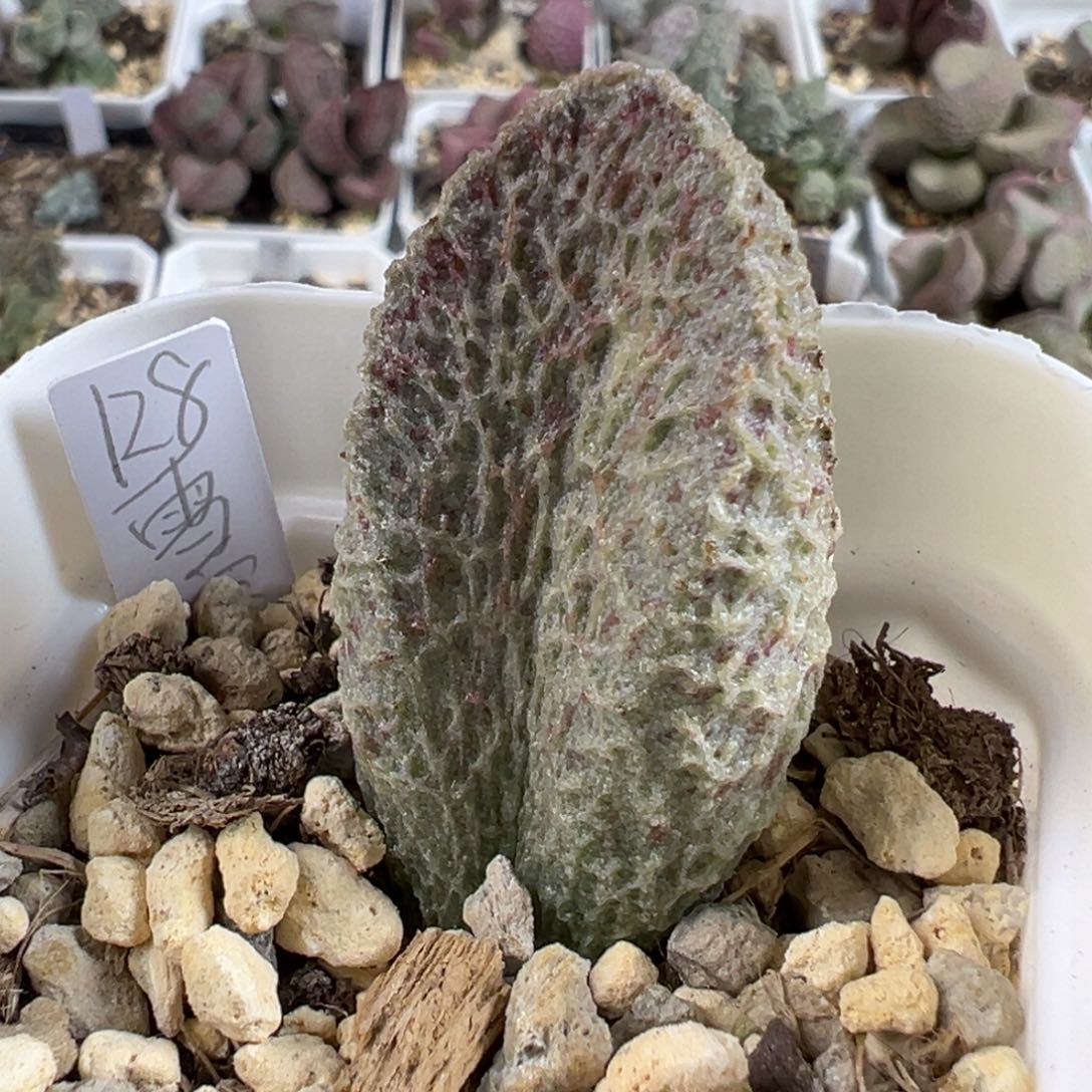 w雪融姬多肉植物水泡