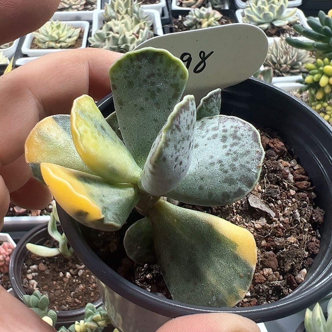 天锦章锦小方花圃一物一拍