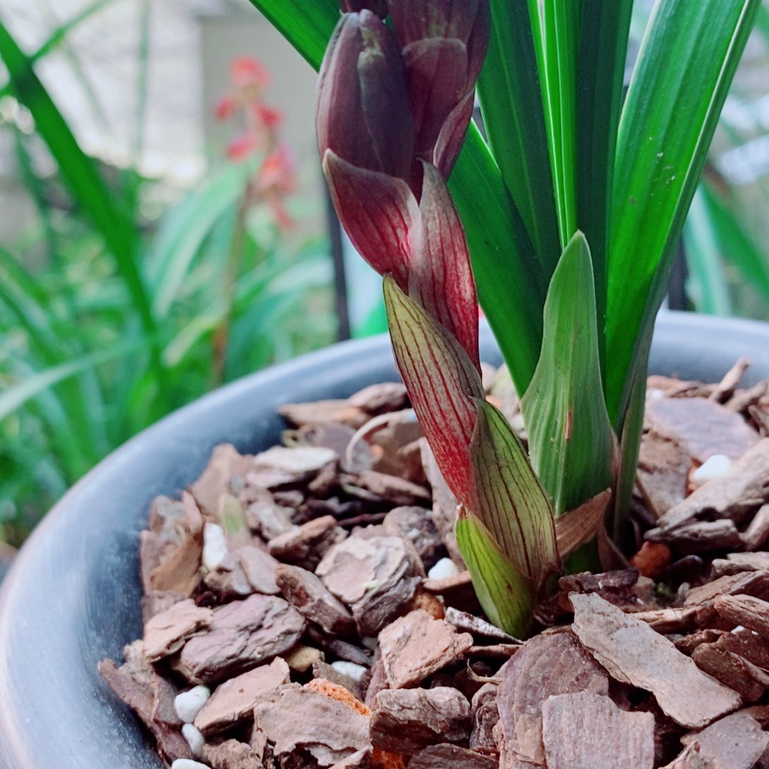 大部分花苞少量开放