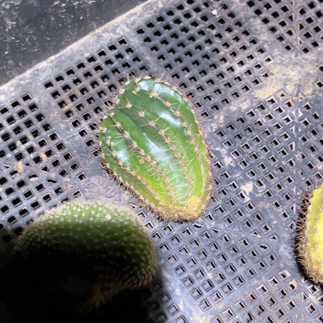 福***彩草 锦 侧芽 歪 满20包邮