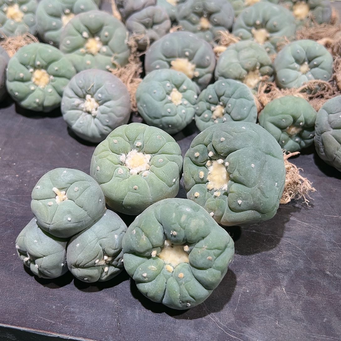 爱*海三头➕两大u 一佛头