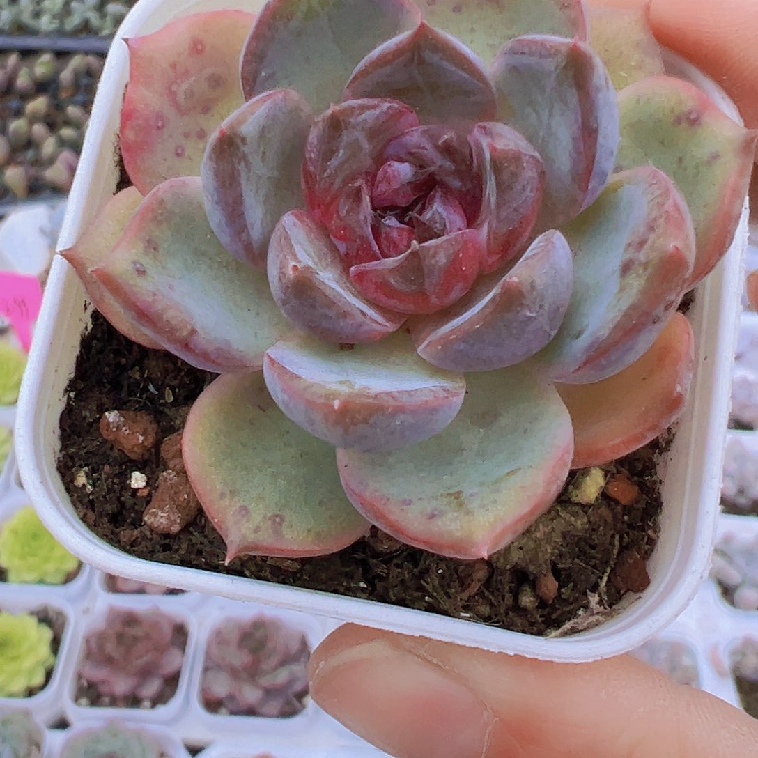 黑橙19包邮多肉植物