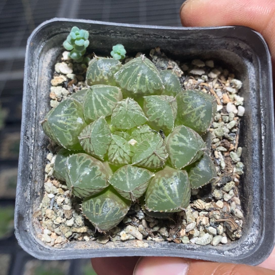 楼兰一颗 随机发货 福利