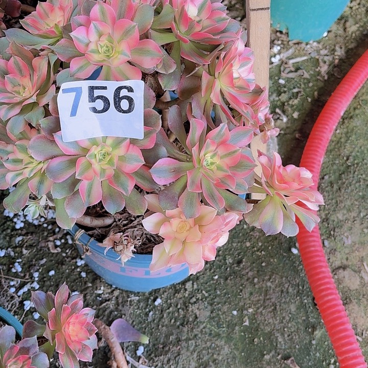 【闪购商品】756香妃砍头