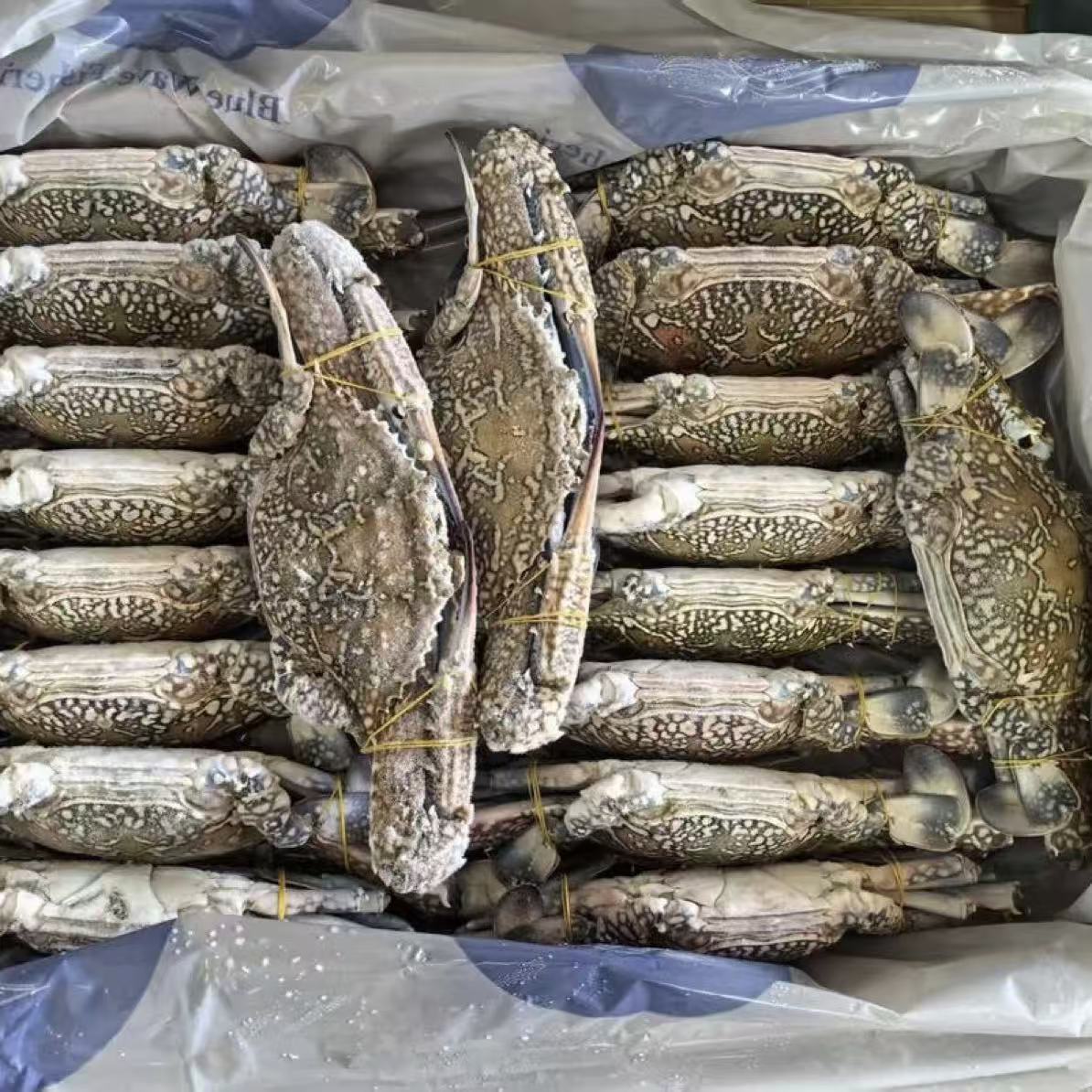 阿曼进口蓝花蟹青花蟹混搭新鲜海捕螃蟹顺丰速发