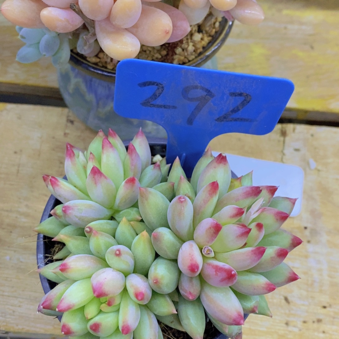 开心多肉，积木gay不做对比