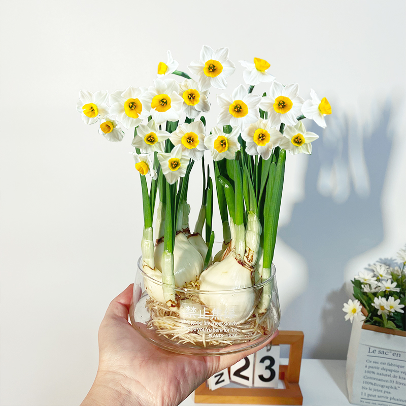 【水仙花】玻璃盆水培四季养盆栽四季开花卉植物室内花好养易活