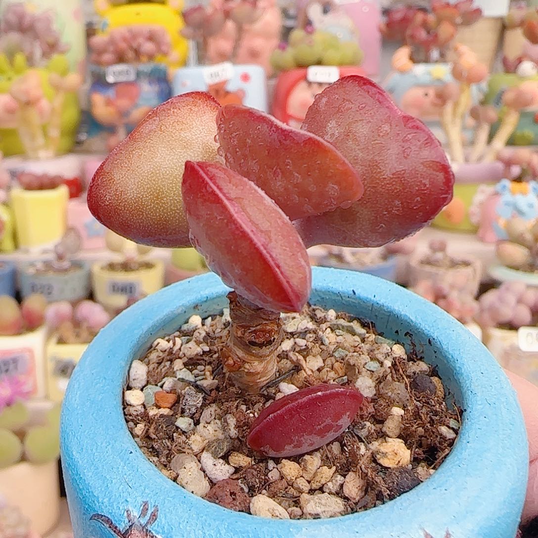 L 爱心水泡 盆口4ccm