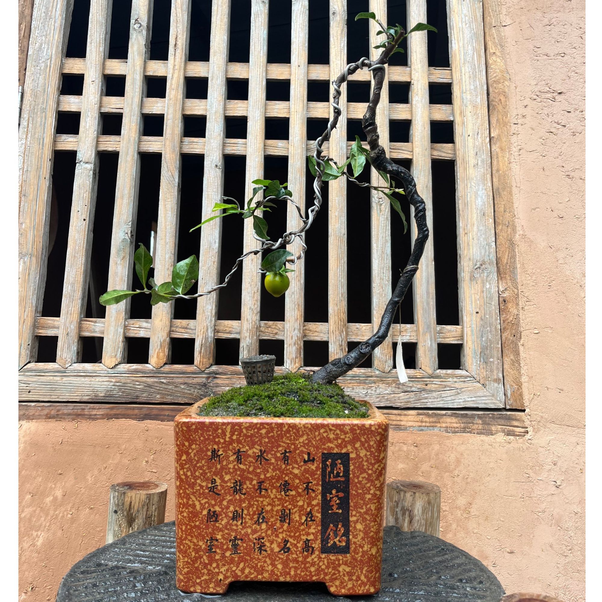 3号链接金弹子盆景一图一拍链接（私拍不发货）