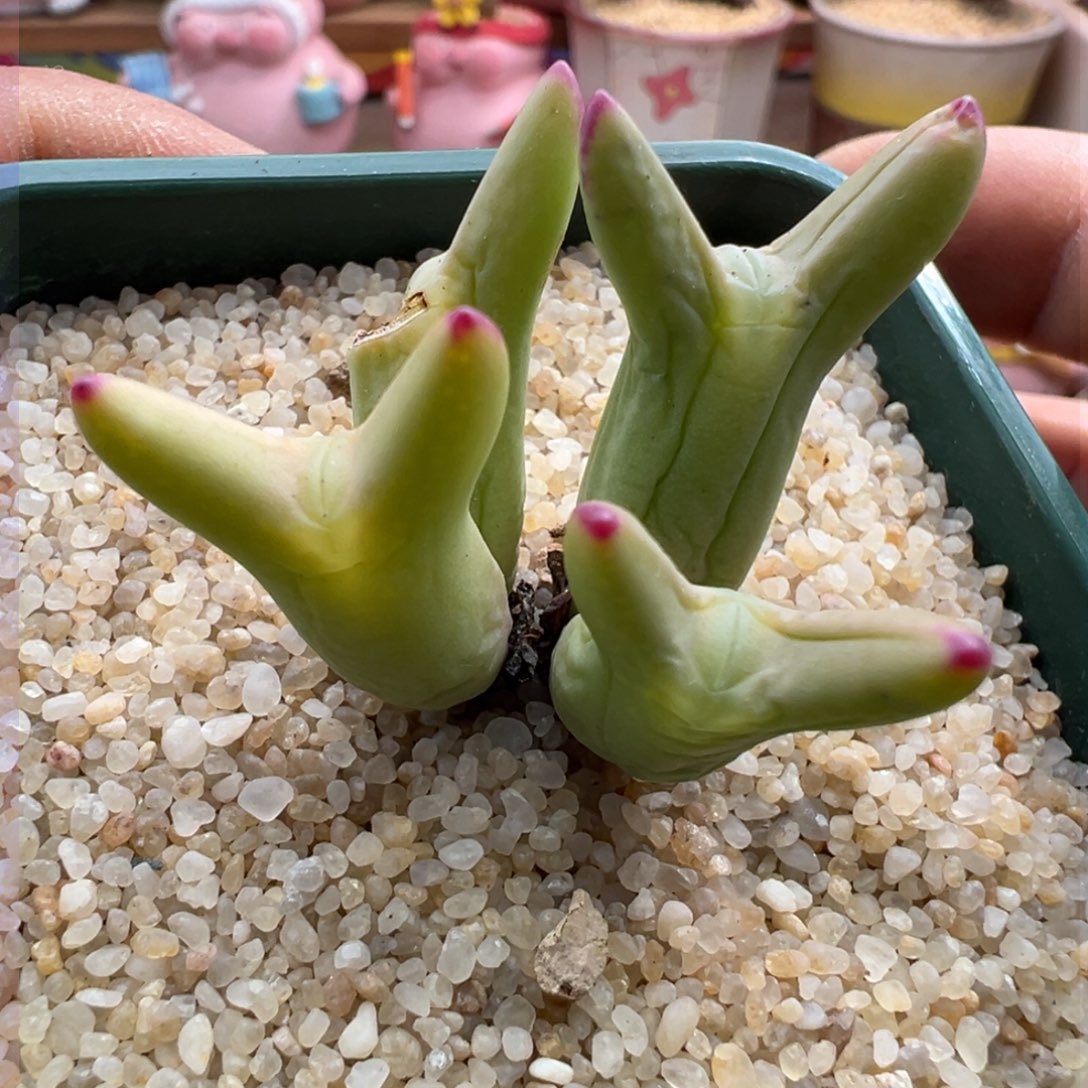 226优选0136皮卡丘短耳福利